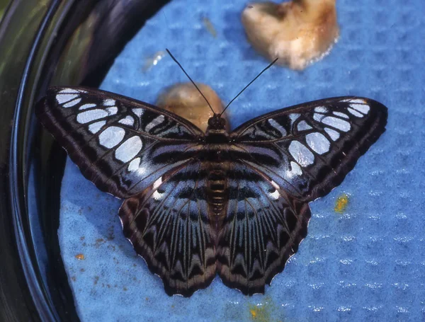 Синій Вітрильник Метелик Листі — стокове фото