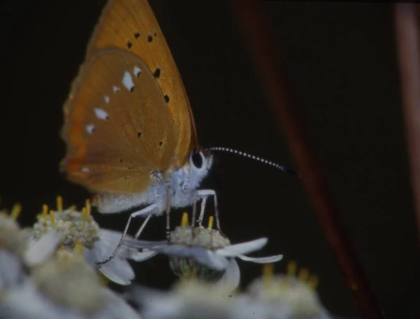 Borboleta Tropical Carrapatos Flor — Fotografia de Stock