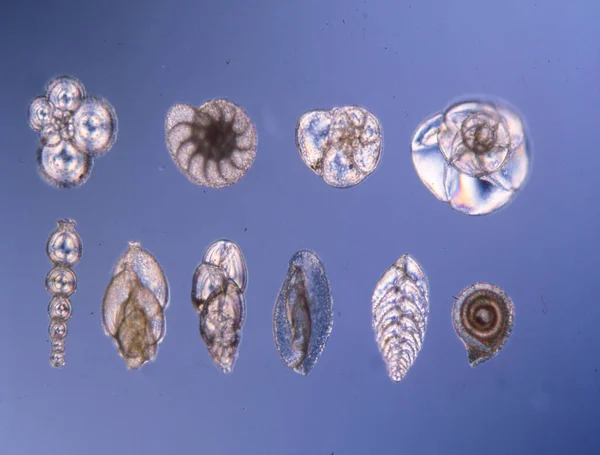 Fosszilis Foraminifera Kamarák Mikroszkóp Alatt — Stock Fotó