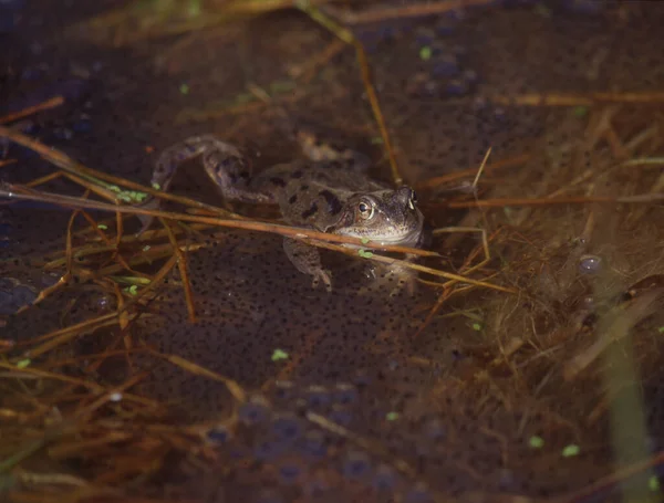 Common frogs mate in the pond