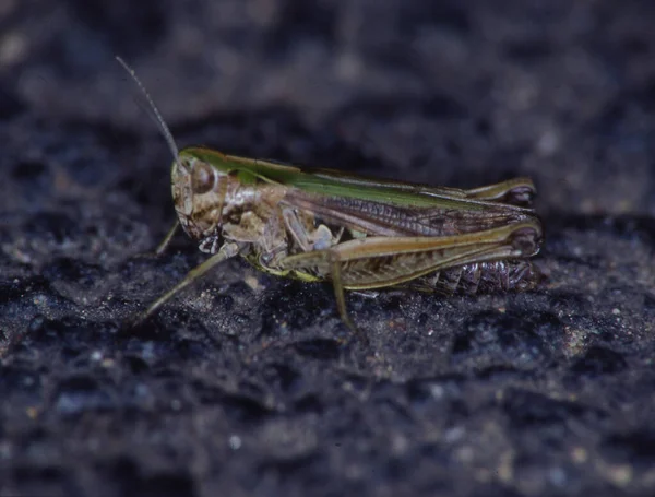 Grasshopper Hurkt Een Grassprietje — Stockfoto