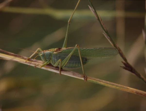 Grasshopper Agacha Uma Lâmina Grama — Fotografia de Stock