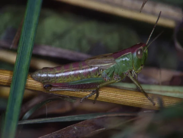 Grasshopper Agacha Sobre Una Brizna Hierba —  Fotos de Stock
