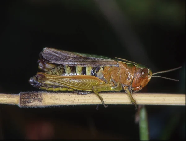 Sauterelle Accroupit Sur Brin Herbe — Photo