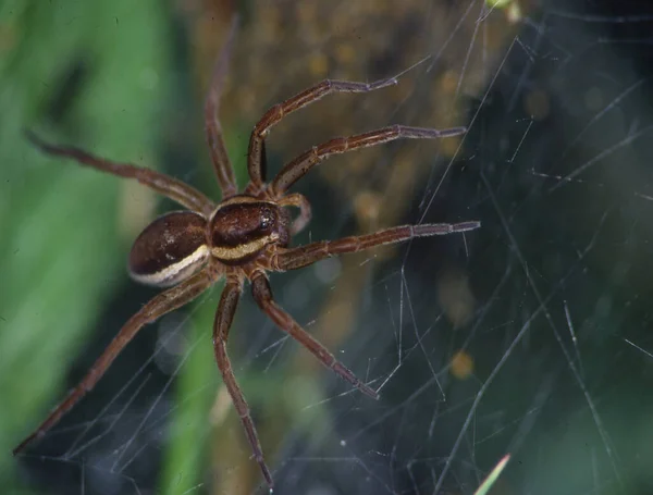 Araña Caza Posición Espera — Foto de Stock