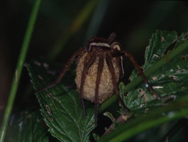 Edged Hunting Spider Egg Cocoon — Stock Photo, Image