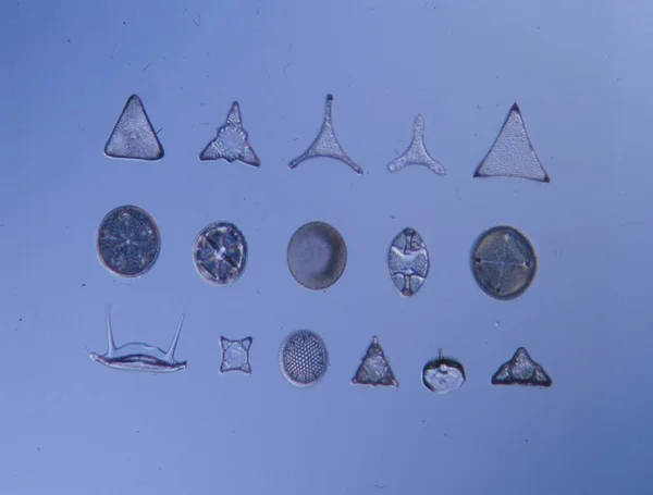 Diatomeas Del Mar Bajo Microscopio 100X —  Fotos de Stock