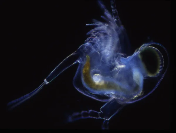 Petits Crabes Comme Plancton Mer Comme Krill — Photo