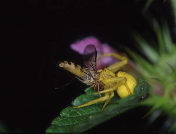 Araignée Crabe Jaune Mange Mouche — Photo