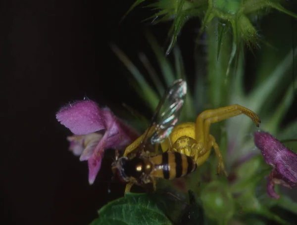 Araignée Crabe Jaune Mange Mouche — Photo