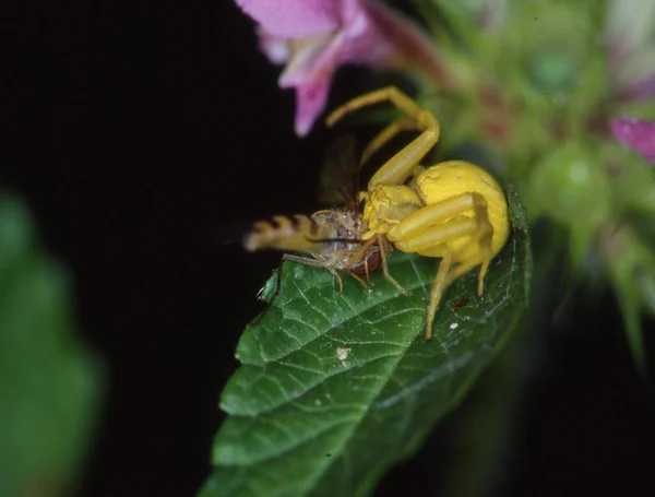 Yellow Crab Spider Eats Fly — Stock Photo, Image