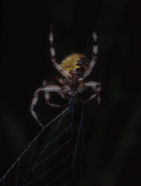 Jardin Poilu Araignée Sur Feuille — Photo