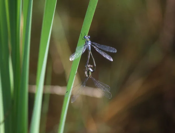 Dragonflies Κατά Την Πτήση Και Γεννούν Αυγά — Φωτογραφία Αρχείου