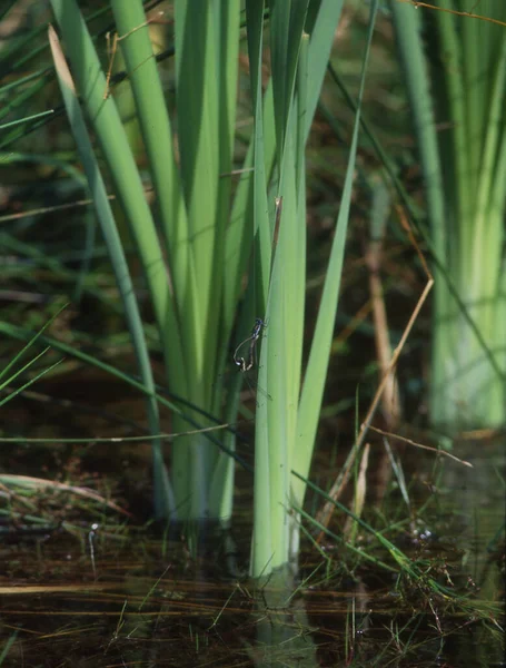 Dragonflies Flight Laying Eggs — Stock Photo, Image