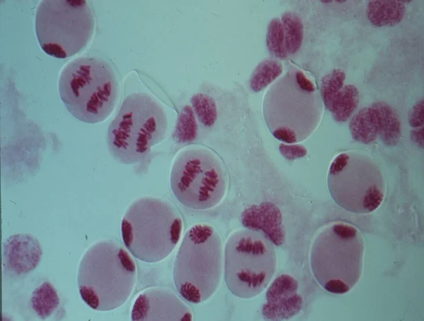 Bir Hücrenin Çekirdeğindeki Kromozomlar — Stok fotoğraf