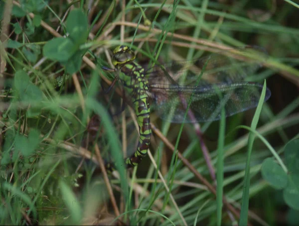 Dragonflies Κατά Την Πτήση Και Γεννούν Αυγά — Φωτογραφία Αρχείου