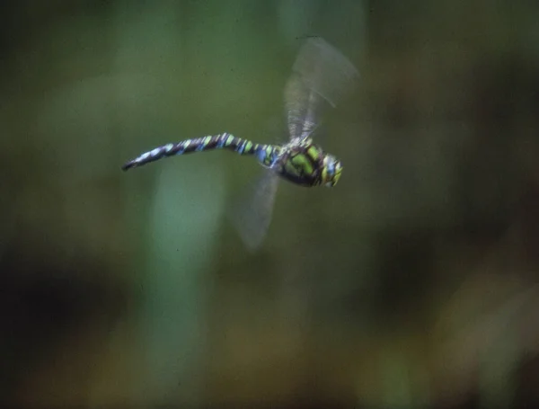 蜻蜓飞舞产卵 — 图库照片