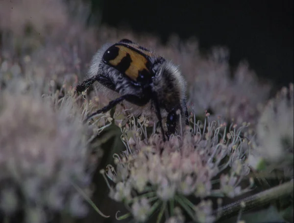 Brush Beetle Crawls Umbels — Stock Photo, Image