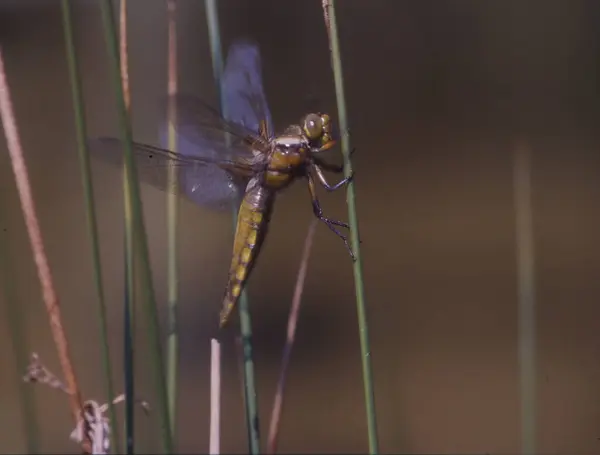 Platbuik Libelle Zitstokken Stengel — Stockfoto