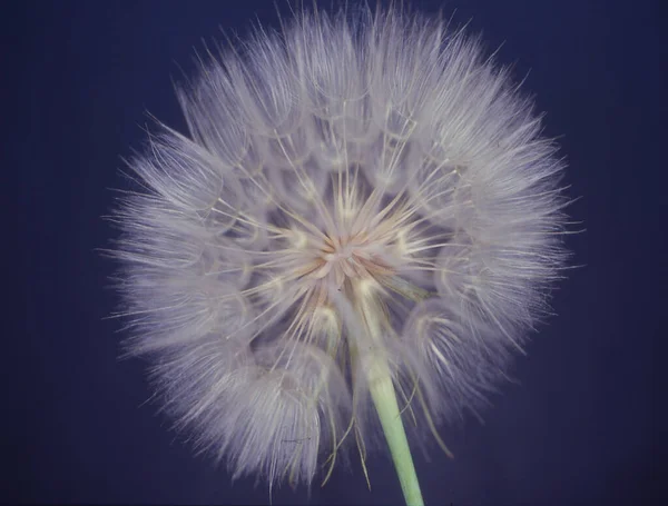 Diente León Con Semillas Paracaídas —  Fotos de Stock