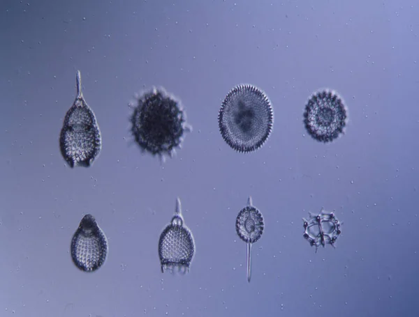 显微镜下100 X下的海洋放射物 — 图库照片