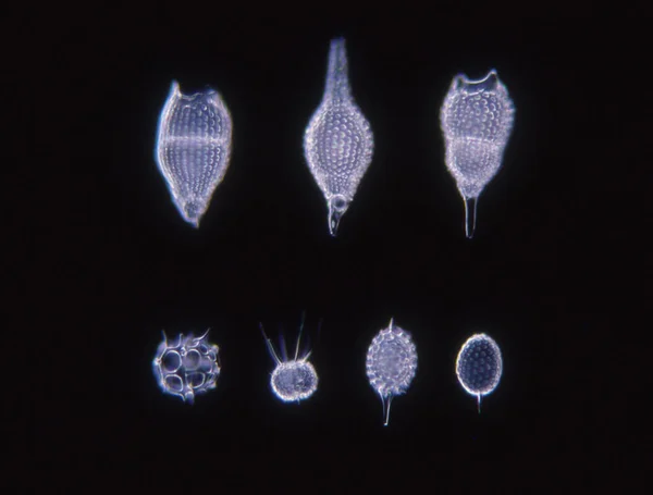 Diatomeas Del Mar Bajo Microscopio 100X —  Fotos de Stock