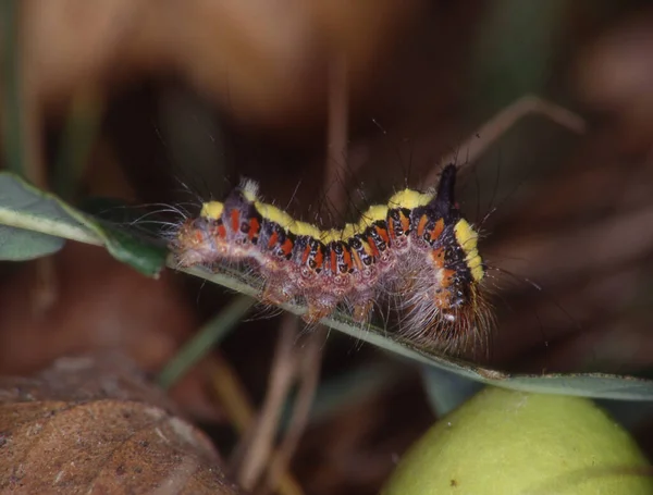 Oruga Hoja Comer — Foto de Stock