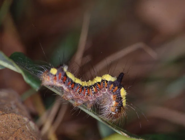 食べるときに葉の上にキャタピラー — ストック写真