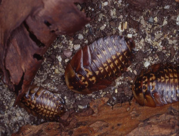 Cucarachas Gigantes Arrastran Por Suelo Del Bosque — Foto de Stock