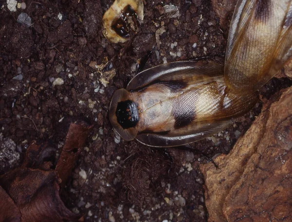 Τεράστιες Κατσαρίδες Σέρνονται Στο Έδαφος Του Δάσους — Φωτογραφία Αρχείου