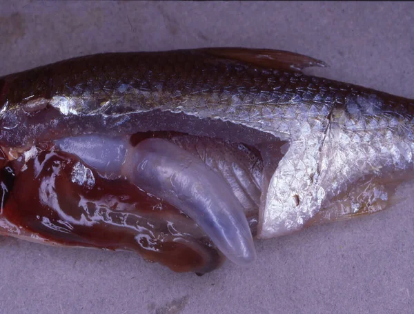 Morina ve yüzme mesanesiyle parçalanmış alabalık.
