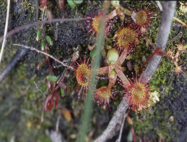 Плотоядное Растение Росы Болоте — стоковое фото