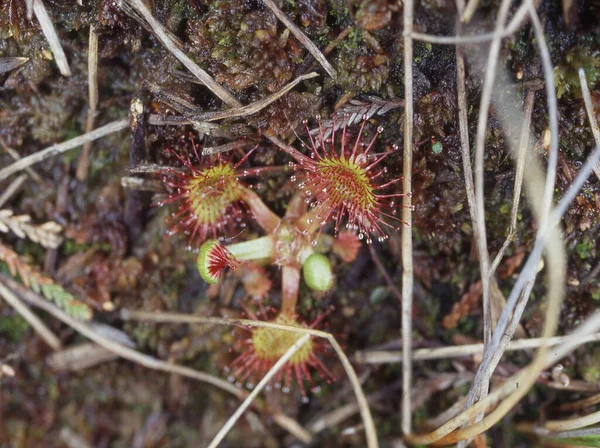 Pianta Carnivora Rugiada Nella Palude — Foto Stock