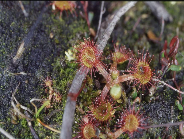 Vleesetende Zonnedauw Plant Het Moeras — Stockfoto