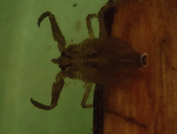 带触角和复眼的水蝎子的特写 — 图库照片