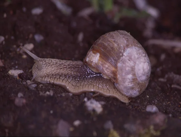 Caracol Viñedo Con Carcasa Durante Cópula — Foto de Stock