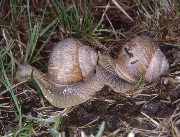 Caracol Viñedo Con Carcasa Durante Cópula —  Fotos de Stock