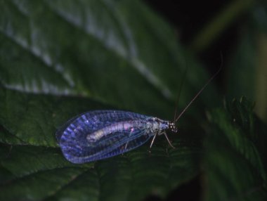 Lacewing yeşil yaprağın üzerinde oturuyor