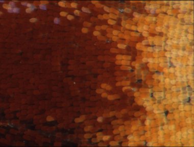 Mikroskop altında kanat pulları olan kelebek kanadı