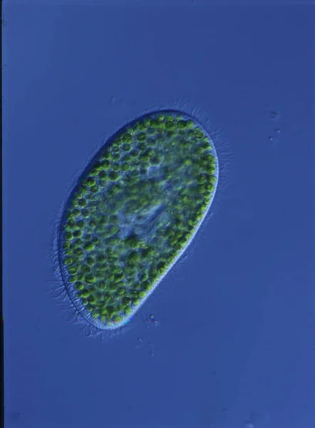 Grüner Hausschuh Schwimmt Wasser Unter Dem Mikroskop — Stockfoto