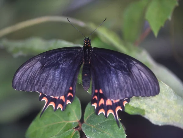 Polilla Cola Golondrina Tropical Una Hoja —  Fotos de Stock