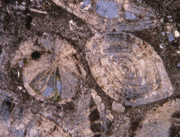 Rock Thin Section Fossils Microscope — Stock Photo, Image