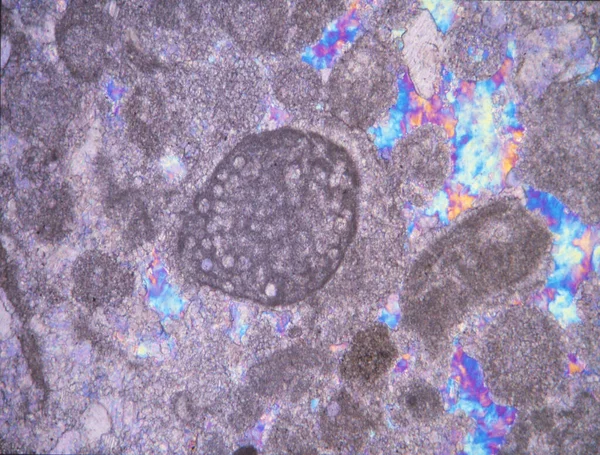 Mikroskop Altında Fosilleri Olan Kaya Ince Kesimi — Stok fotoğraf