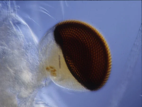 ขนาดเล กเป นแพลงก ตอนทะเลเช Krill — ภาพถ่ายสต็อก