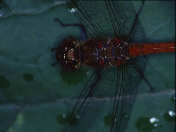 Adonis Dragonfly Σκαρφαλώνει Στα Φύλλα Και Τρώει Μύγα — Φωτογραφία Αρχείου