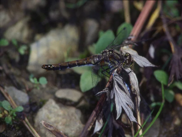 Adonis Dragonfly Σκαρφαλώνει Στα Φύλλα Και Τρώει Μύγα — Φωτογραφία Αρχείου