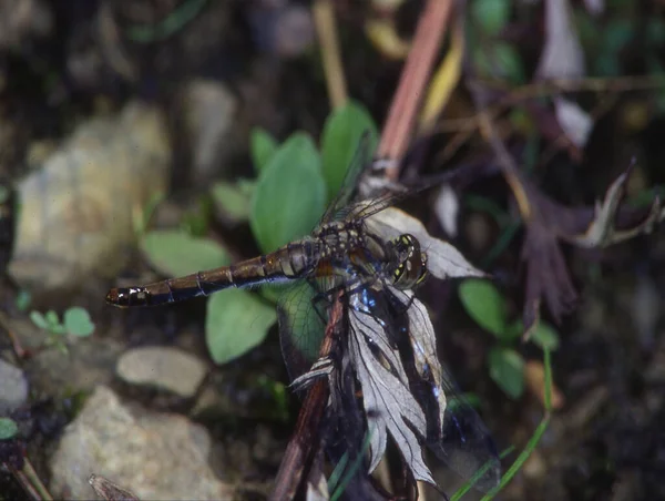 Adonis Dragonfly Σκαρφαλώνει Στα Φύλλα Και Τρώει Μύγα — Φωτογραφία Αρχείου