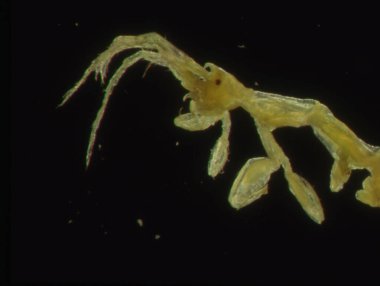 Deniz planktonu gibi küçük yengeçler kril gibi