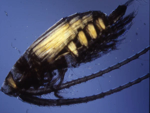 Kleine Krabben Als Zeeplankton Zoals Krill — Stockfoto