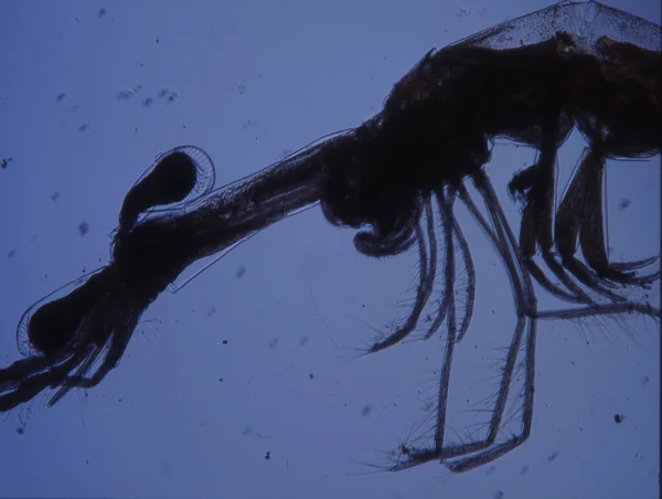Kleine Krabben Als Zeeplankton Zoals Krill — Stockfoto